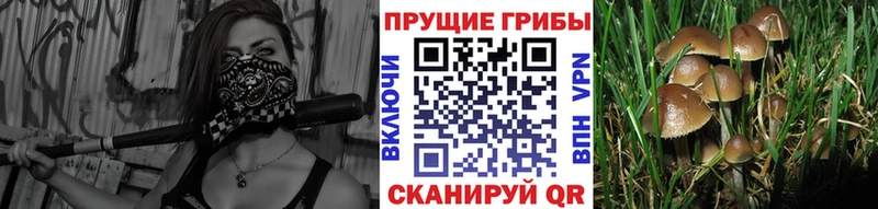 блэк спрут маркетплейс  Реж  Галлюциногенные грибы MAGIC MUSHROOMS 